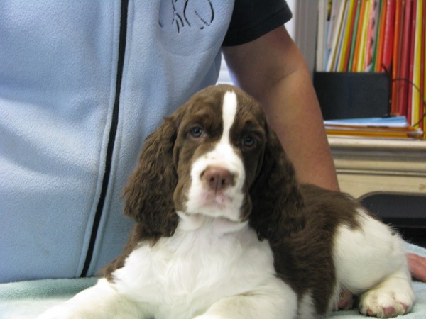 Eight Weeks Old Eight Weeks Old